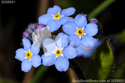 Image of myosotis sylvatica