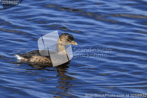 Image of pied-billed grebe, podilymbus podiceps