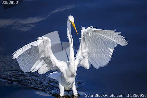 Image of ardea alba, great egret