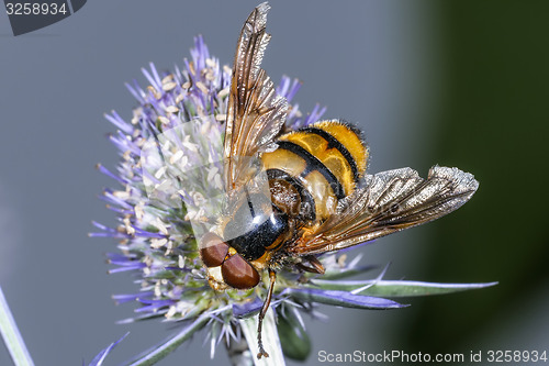 Image of volucella inanis