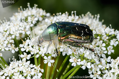 Image of rose chafer, cetonia aurata