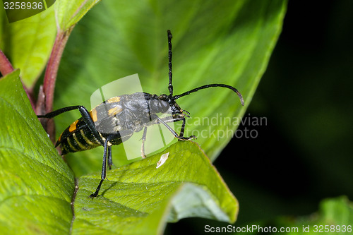 Image of four-banded longhorn beetle, leptura quadrifasciata