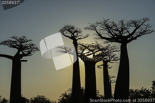 Image of baobab avenue, menabe