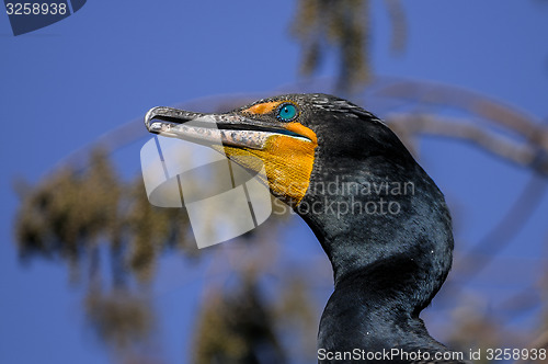 Image of double-crested cormorant, phalacrocorax auritus