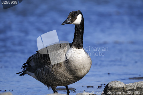 Image of canada goose, branta canadensis