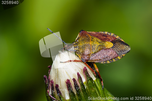 Image of carpocoris purpureipennis