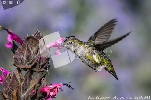 Image of anna\'s hummingbird, calypte anna