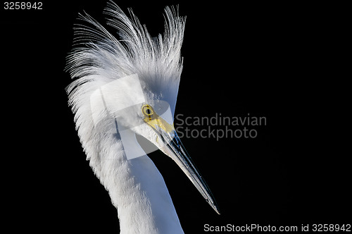 Image of snowy egret, egretta thula