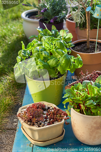 Image of Flower pots