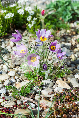 Image of Stone garden with pasque flower 