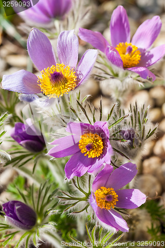 Image of Detail of  pasque flower 