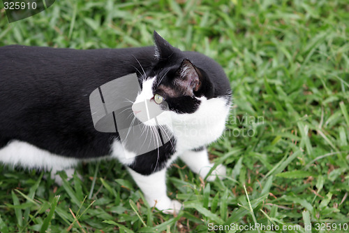 Image of Cat