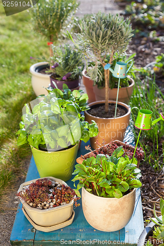 Image of Flower pots