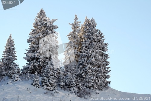 Image of Trees covered with snow
