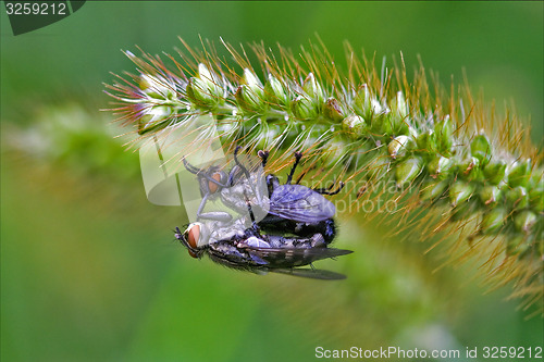 Image of  two wild fly  diptera  having sex