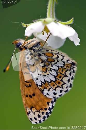 Image of side of wild brown white orange butterfly   