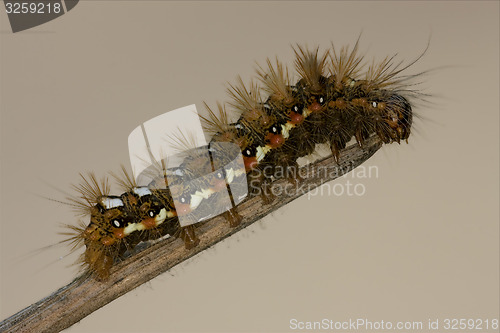 Image of wild hairy caterpillar 