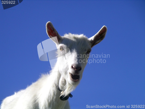 Image of Goat