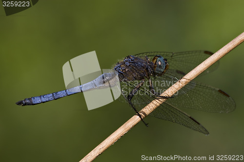 Image of side of wild  blue  black dragonfly