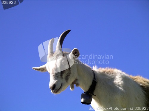 Image of Goat