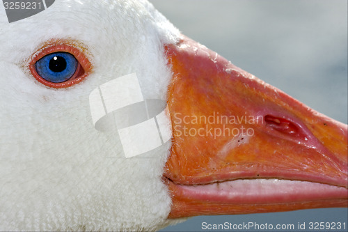 Image of white duck whit blue eye in buenos aires
