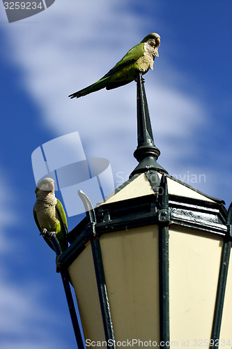 Image of  parrots  in  buenos aires 