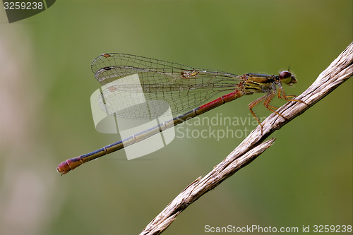 Image of  red black dragonfly coenagrion puella 