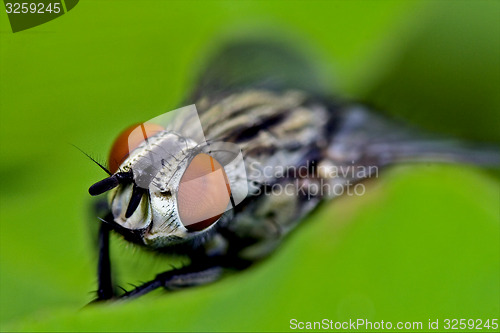 Image of calliphoridae 