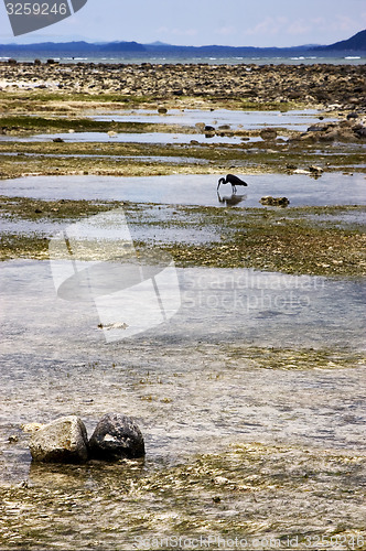 Image of little bird beach sky 