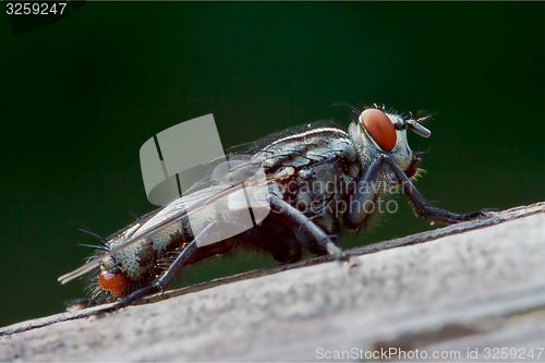 Image of  wild fly  in the bush