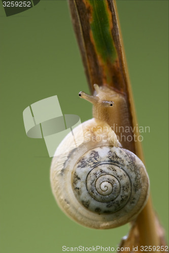 Image of  head of wild brown snail 