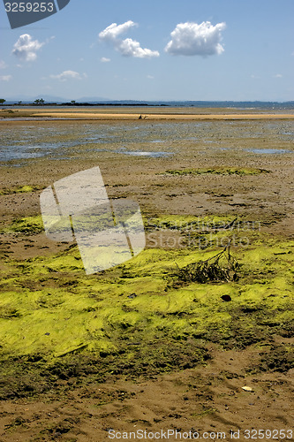 Image of  cloudy seaweed in indian ocean