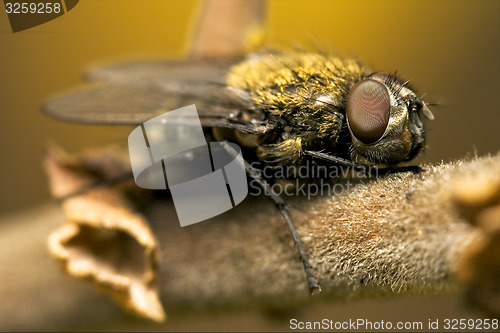 Image of pollenia rydis