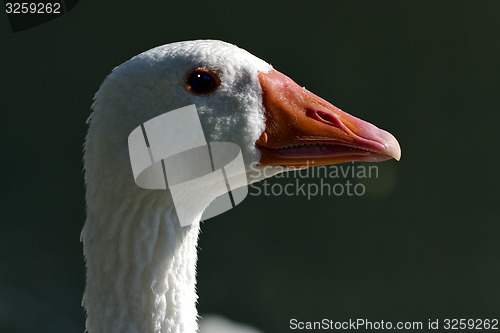 Image of duck in green