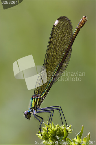 Image of coenagrion puella 