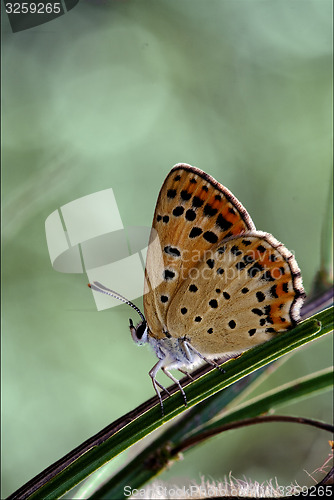 Image of wild orange  butterfly 