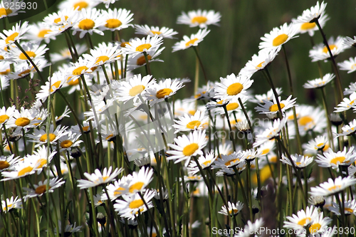 Image of Marguerites