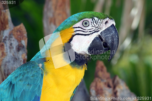 Image of Colourful Macaw