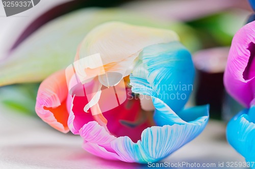 Image of Macro shot of multicolored tulip