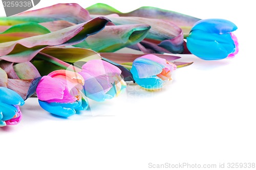 Image of Unusual rainbow tulips on white