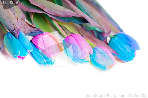 Image of Multicolored rainbow tulips for border or frame