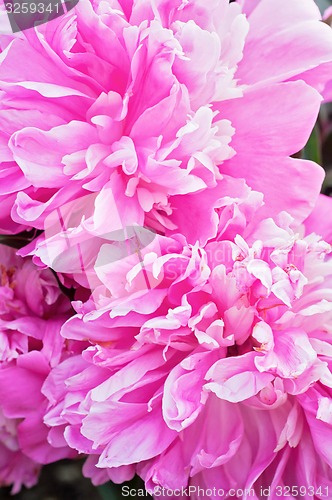 Image of Macro shot of pink peony flowers