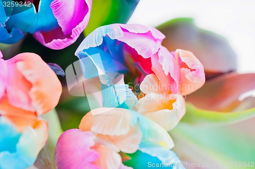 Image of Bouquet  of multicolored tulips