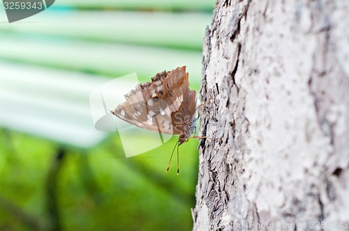 Image of Brown butterfly sitting on a pine tree