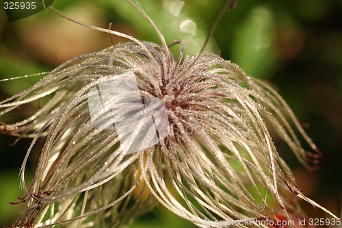 Image of clematis