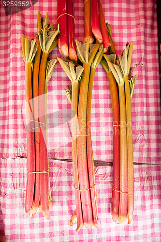 Image of Rhubarb