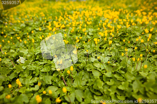 Image of Spring flowers