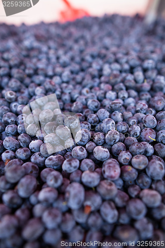 Image of Blueberries