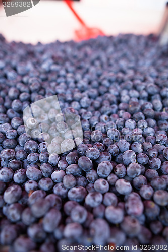 Image of Blueberries