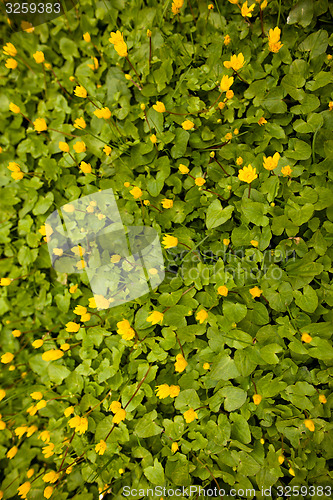 Image of Spring flowers